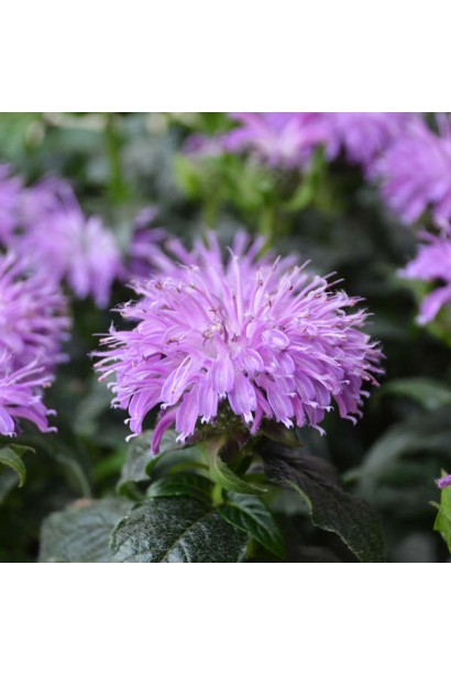 Monarda didyma ‘Blue Moon’